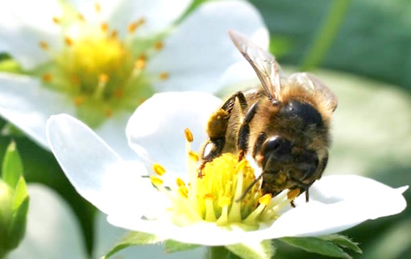 Bumblebees Pesticides