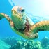 Green Sea Turtles Threatened