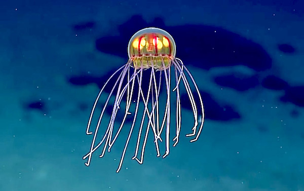 Jellyfish Discovered