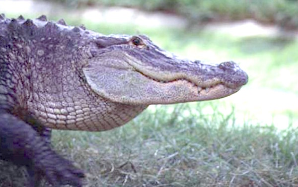 Lakeland Alligator