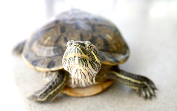 Canadian Man Smuggled Turtles