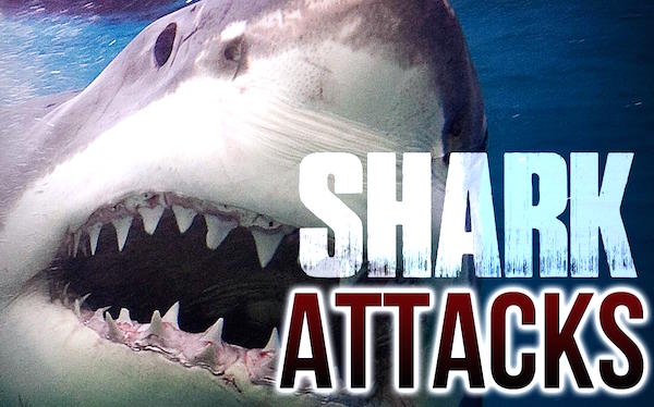 Shark Attack Record