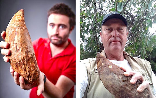 Killer Sperm Whale Tooth