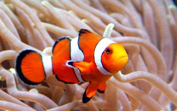 Creating more awareness and to brand ornamental fish as not captive bred