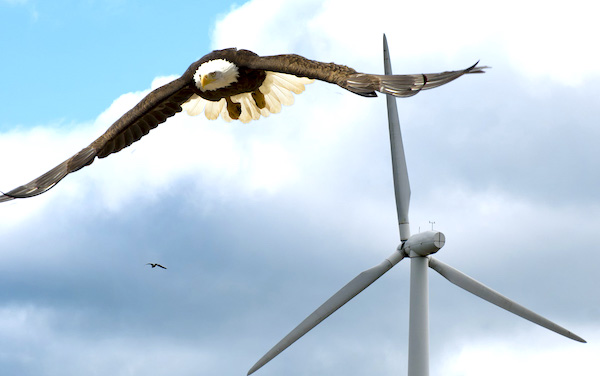 Bald Eagles Wind Turbines