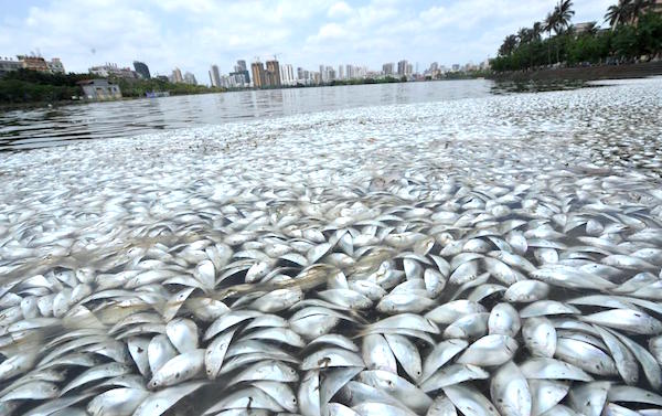China Dead Fish