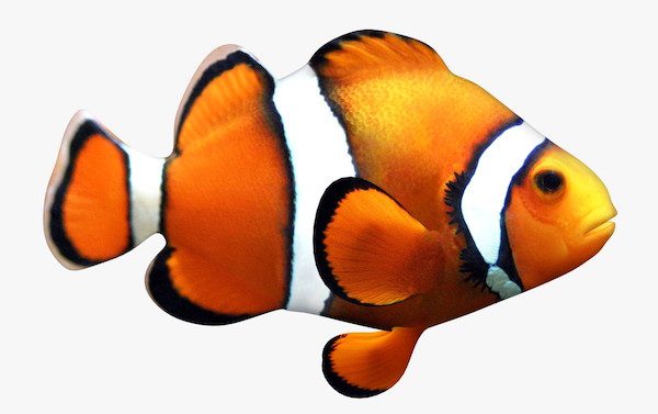 Finding Dory clownfish brings awareness of declining fish populations