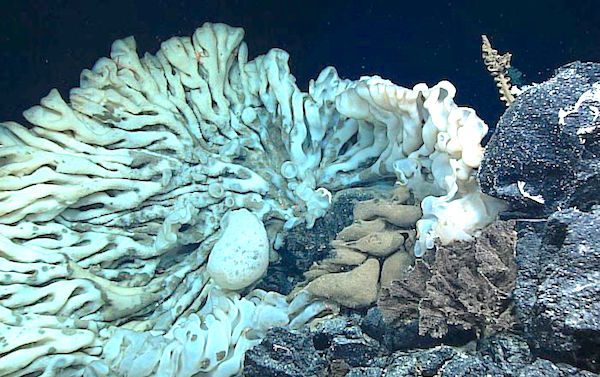 Minivan sized sponge discovered becomes world's largest