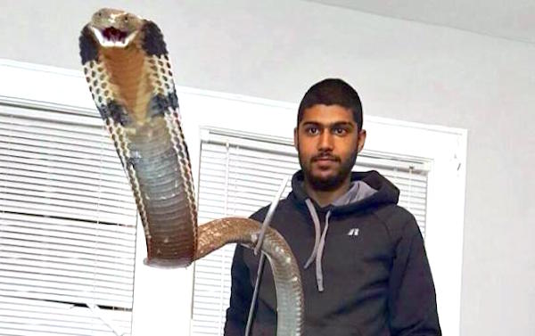 Man Bitten By Cobra