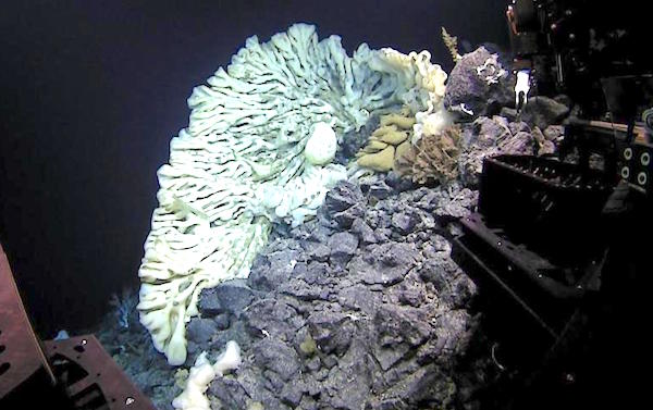 Minivan Sized Sponge Discovered