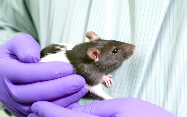 National Toxicology Program Study On Rats