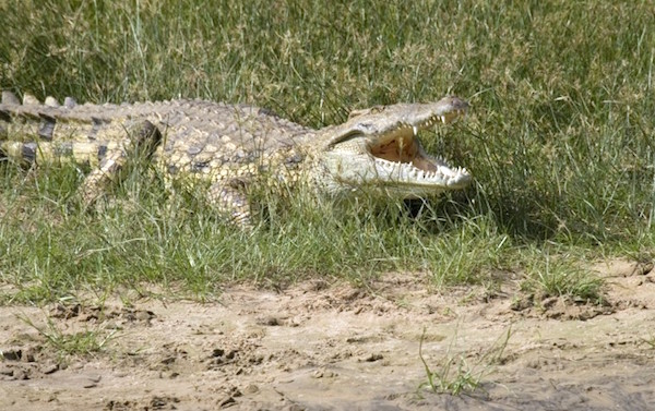 Nile Crocodiles Florida
