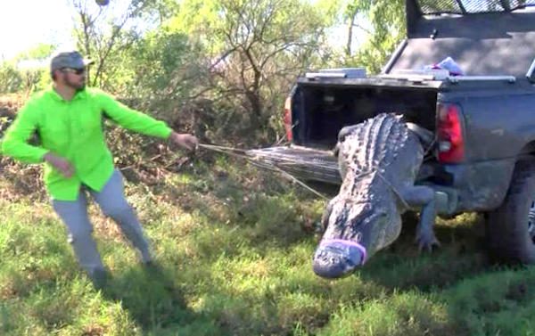 Alligator in Dallas captured by Texas Game Warden