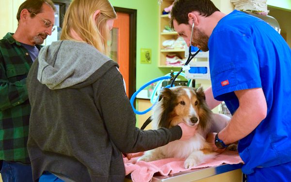 Intern saves dog from death after discovering tick paralysis