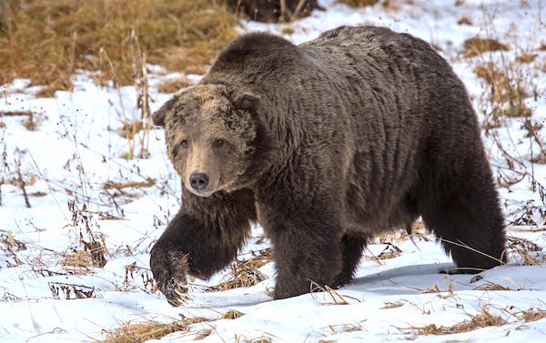 Yellowstone Grizzly Shot