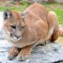 Mountain lion mauls boy