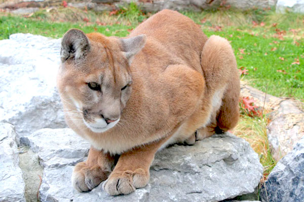 Mountain lion mauls boy