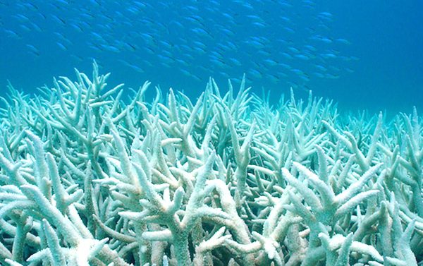 Global Coral Bleaching
