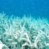 Global Coral Bleaching