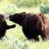 Grizzly Bear Cub Killed On Roadside By Moving Car In Yellowstone