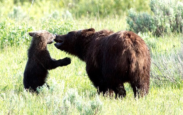 Grizzly Bear Cub Killed On Roadside By Moving Car In Yellowstone