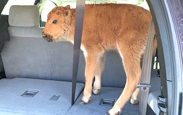 Yellowstone National Park officials blame tourists for euthanizing a bison.