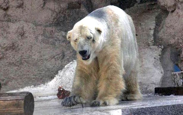 Arturo The Polar Bear