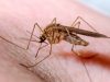 Malaria Drug May Fight Cancer