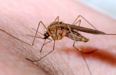 Malaria Drug May Fight Cancer