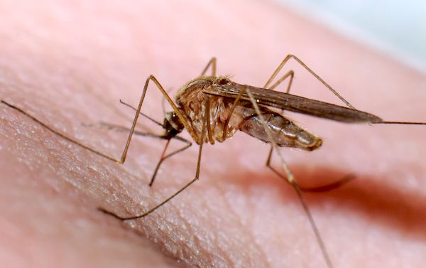 Malaria Drug May Fight Cancer