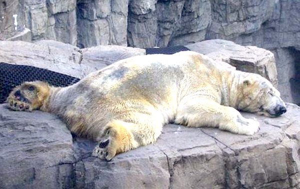 Arturo the Polar Bear died at the Mendoza zoo at age 30