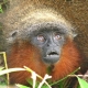 New Monkey Species Discovered In Colombia (Photo)